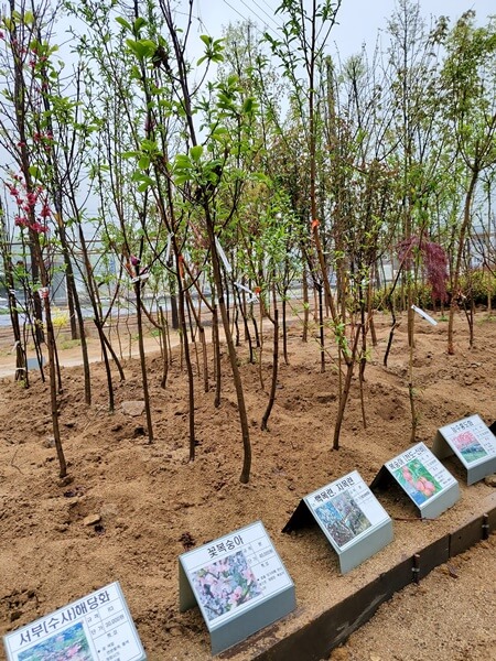용인시산림조합 나무시장 꽃봉숭아외