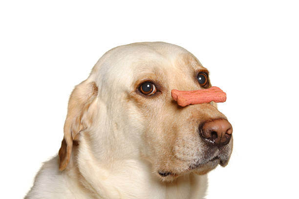 강아지 코 색소(색깔) 옅어지는 원인과 대처방법