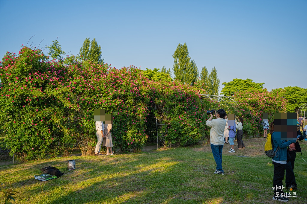 양화한강 공원 장미터널