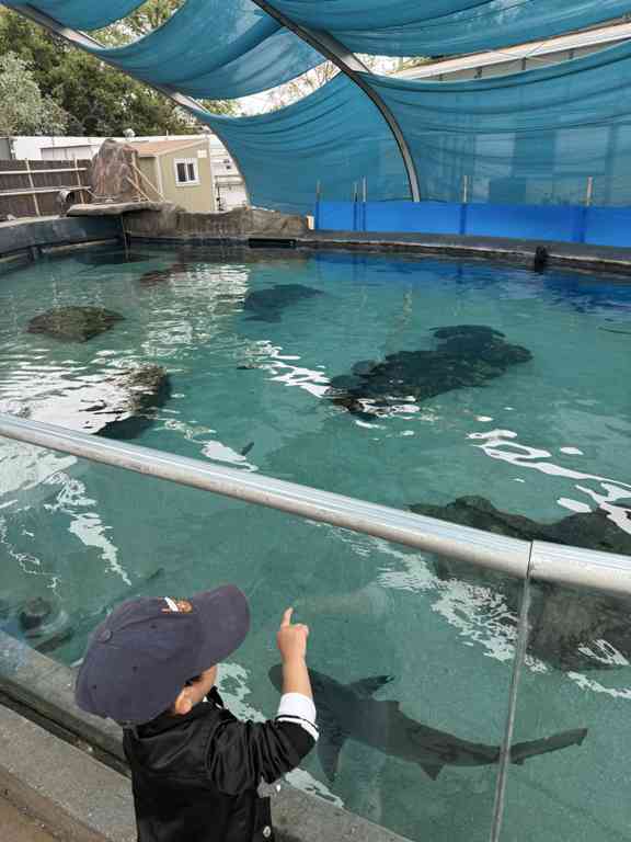 가오리 수족관에서 가오리 만지기 체험하는 남자아이