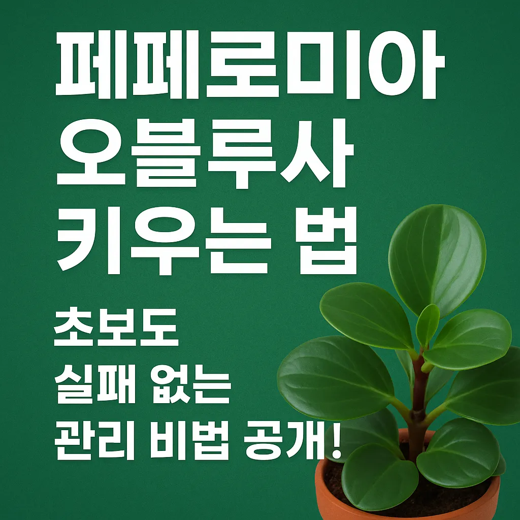 페페로미아 오블루사