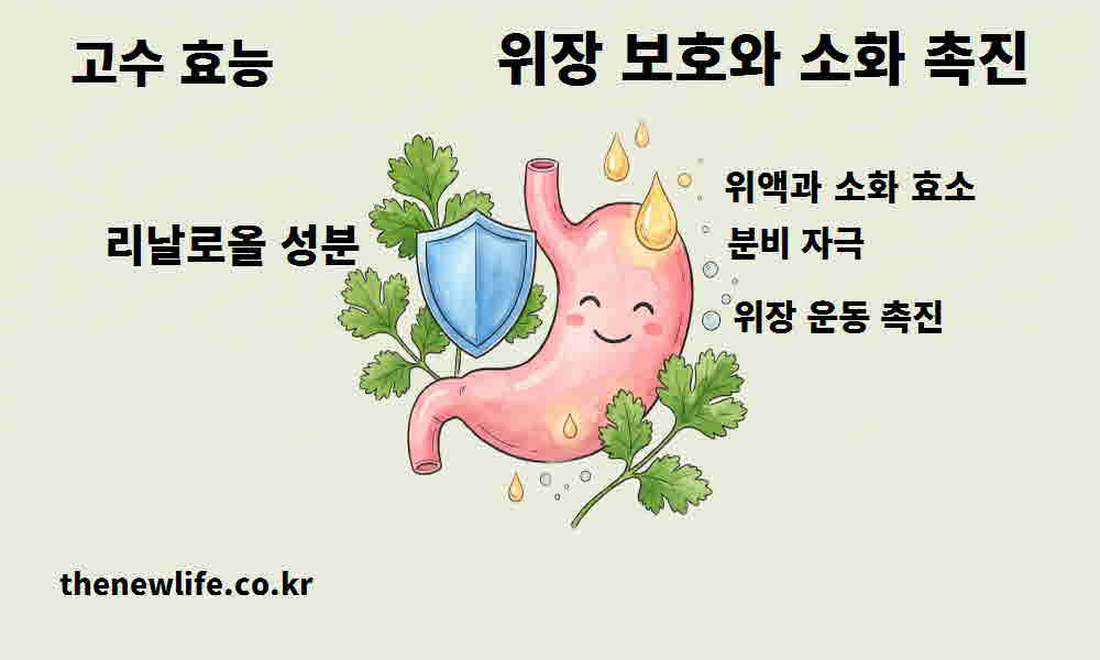 고수 효능 위장 보호 소화 촉진