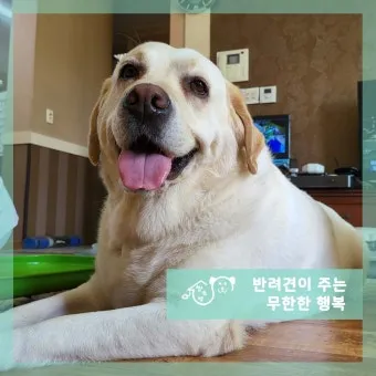 행복한 반려견 맞이하기 나에게 맞는 강아지 선택 가이드_11