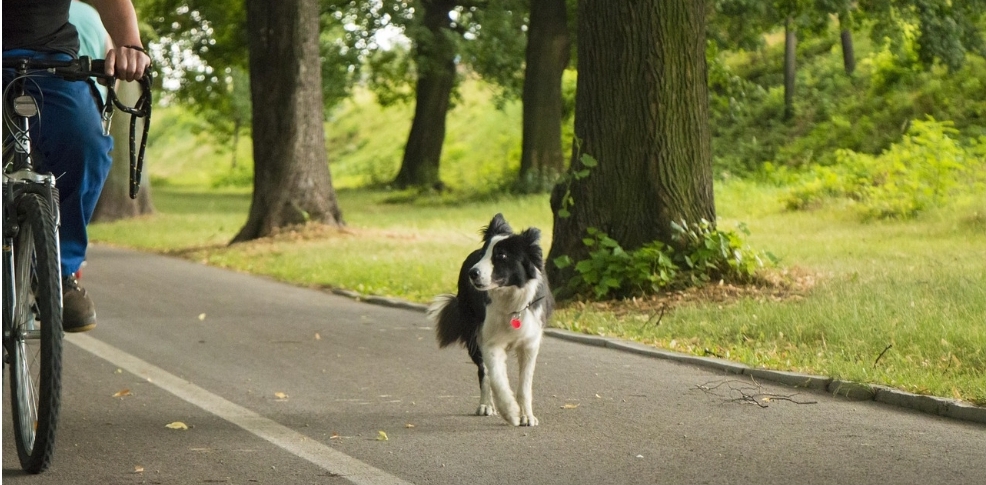 Taking-a-walk-with-a-dog