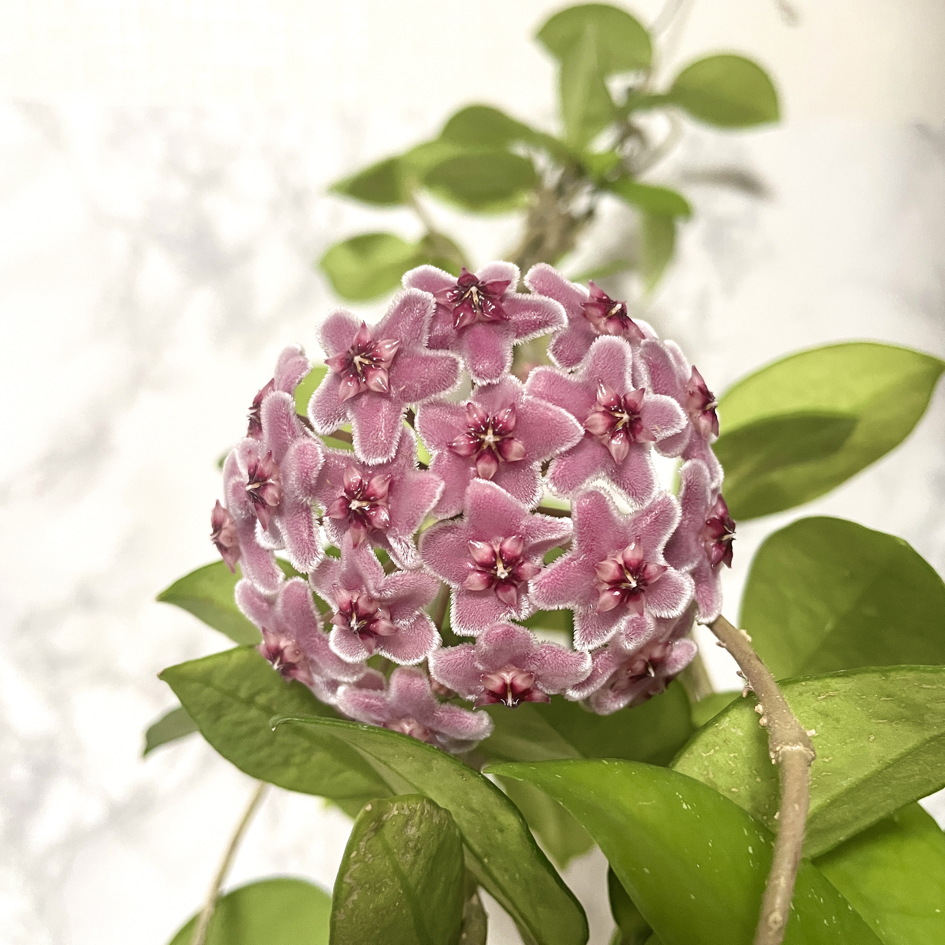 호야 카노사 걸이 키우기 공기정화식물 공중걸이 화분