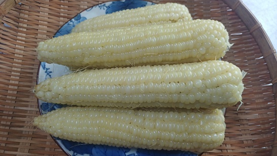 삶은 옥수수 사진