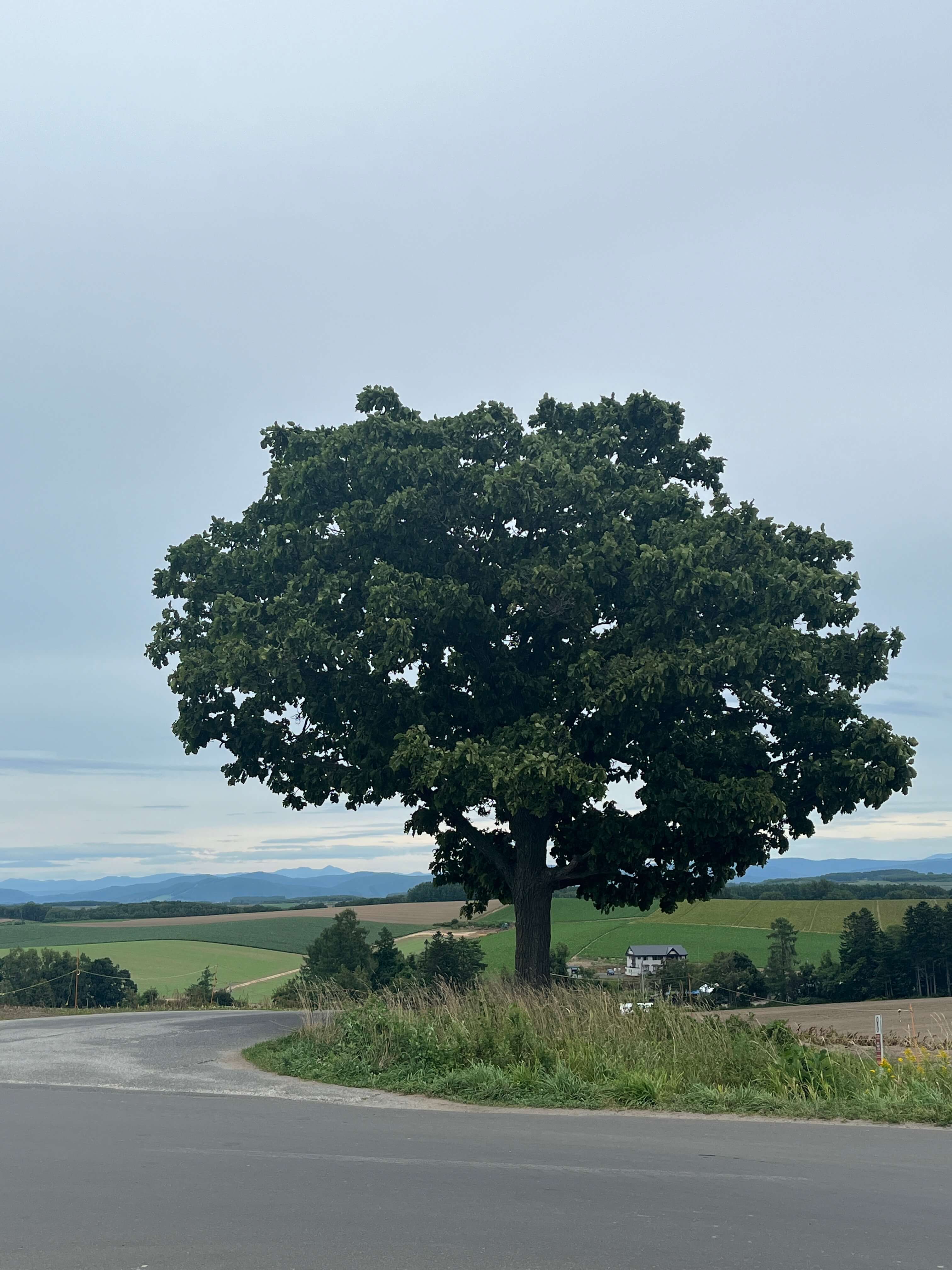 세븐스타의 나무