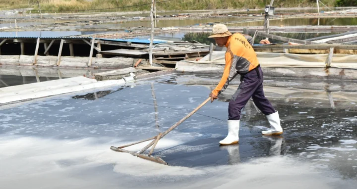 만대솔향기염전