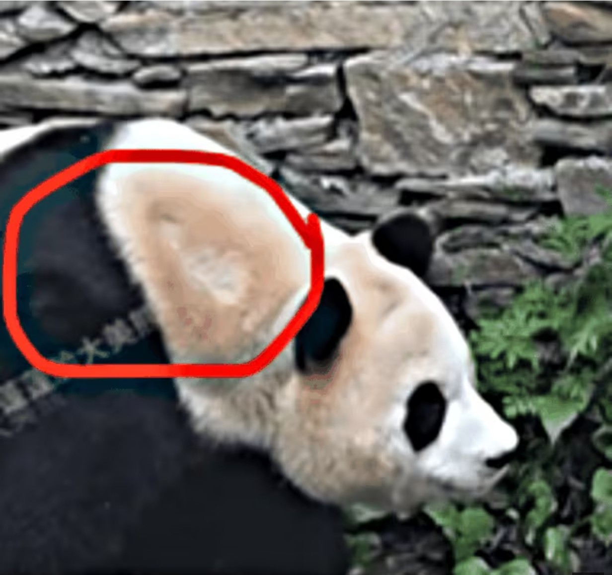 고통받고-있는-푸바오의-모습