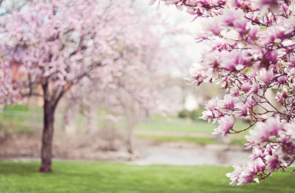 냉이, 달래 남았을 때 리메이크 반찬 아이디어