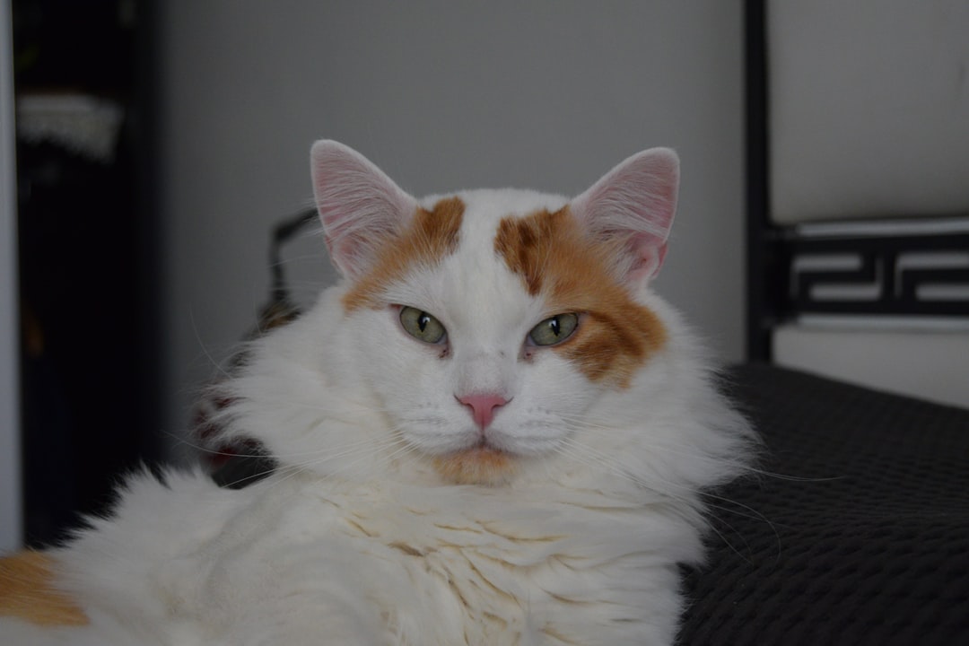 Angora