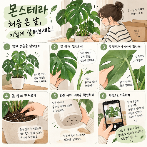 몬스테라 처음 온날을 AI를 활용해서 만화 삽화를 만든 이미지 입니다. 1.전체모습을 살펴보기, 2.잎상태확인, 3. 잎 뒷면과 줄기 확인 4. 흙상태만져보기 5. 화분 아래 배수구 확인하는 모습, 6. 핸드폰으로 사진 찍는 그림 이미지입니다.