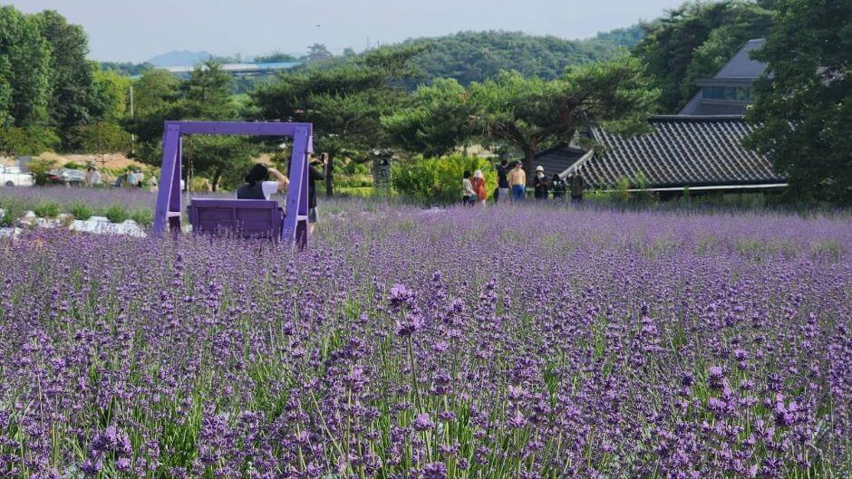 2025 고창 청농원 라벤더 축제: 보랏 빛 힐링의 계절이 돌아왔다!