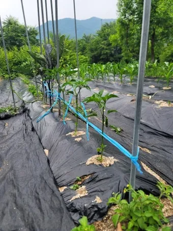 지지대 설치 방법 고추 토마토 참외 수박 쓰러짐 예방_21