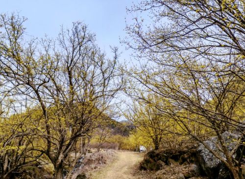 구례 산수유마을