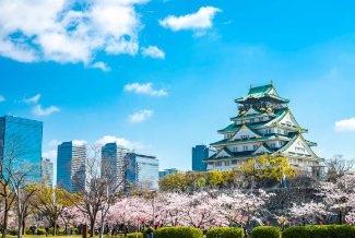오사카 성과 벚꽃의 모습