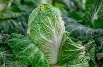 11월 제철음식 배추