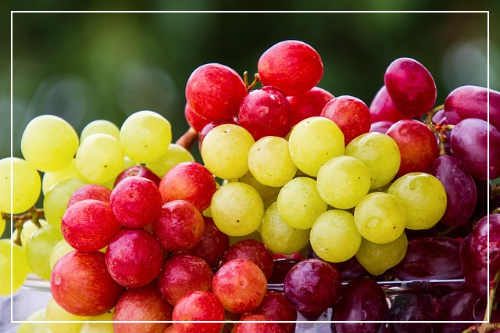 포도 (거봉·샤인머스켓)