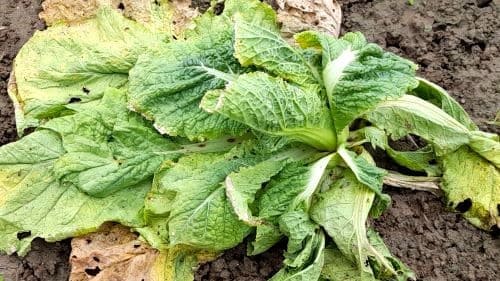 배추-김장배추-재배-뿌리혹병-무사마귀병-병충해-증상-방제법