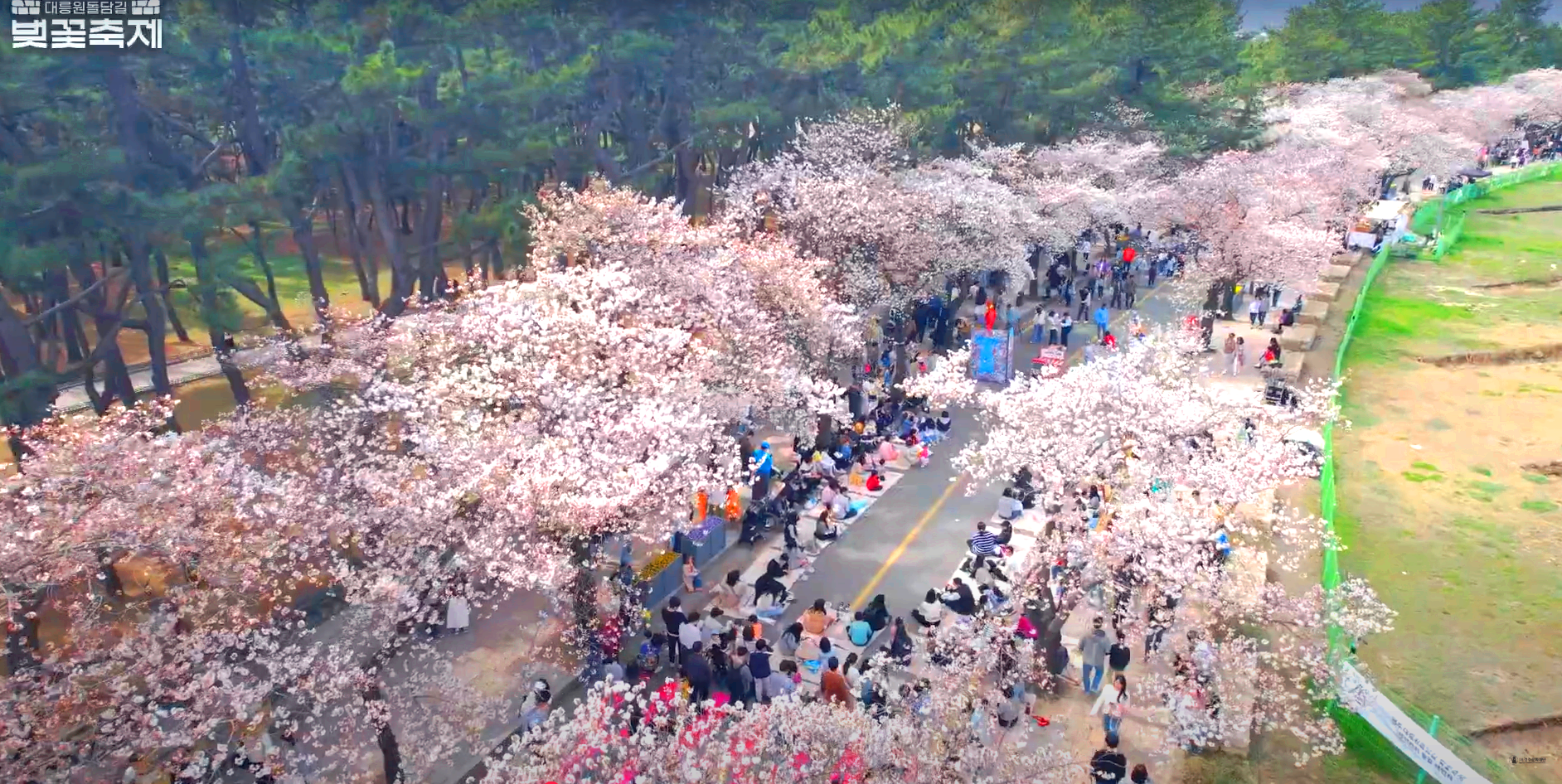 경주 대릉원 돌담길 벚꽃축제
