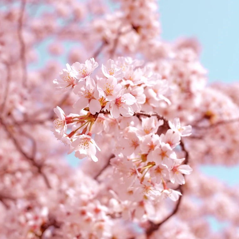 벚꽃