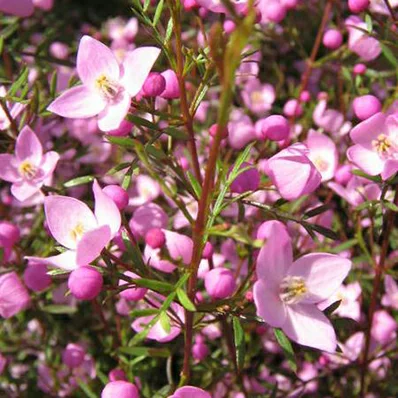 보로니아 피나타