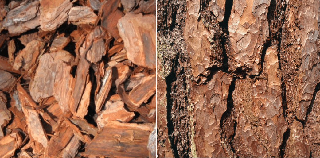 소나무-껍데기-모습