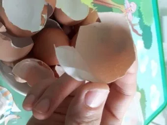 계란껍질 분말 토양개선 칼슘보충 사용요령 초보도 따라하기_34