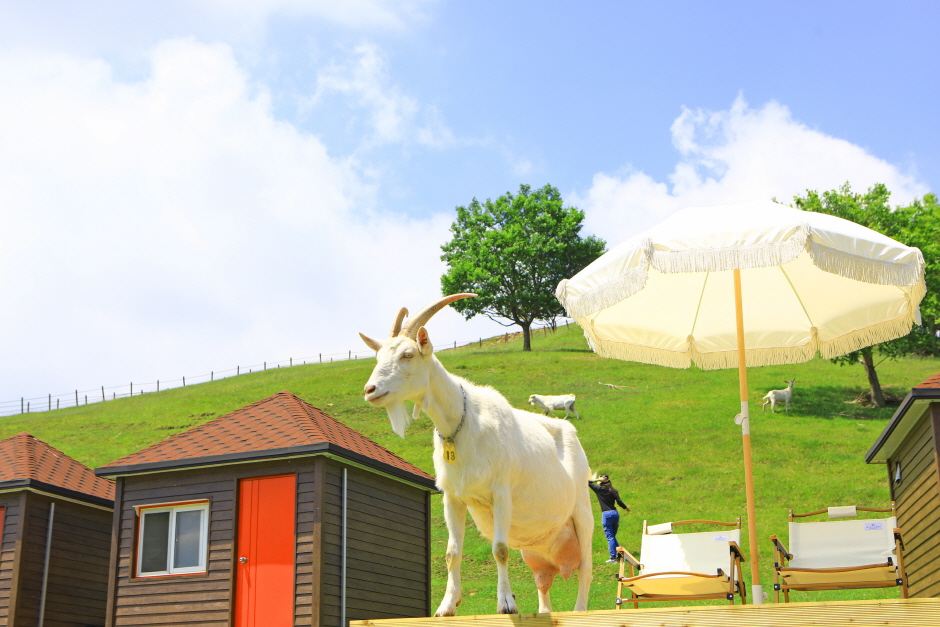 태백 몽토랑 산양목장