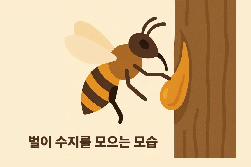 프로폴리스 복용법