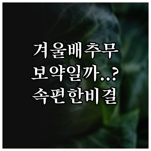 겨울 배추 무 영양소 분석과 속 편한..