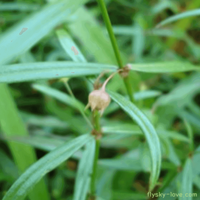 항암효과가 있는 백운풀