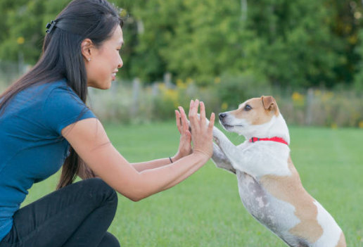 짖지 않았을 때는 역시 칭찬이죠!. 그리고 간식!