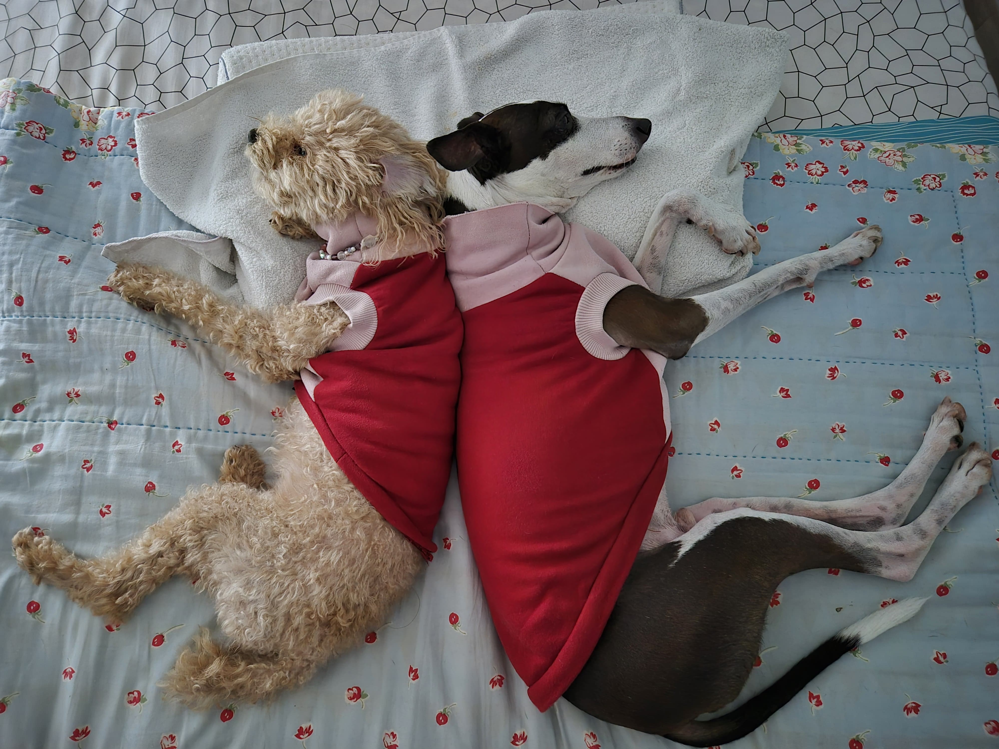 노령견이 새로운 가족 구성원에게 적응하도록 돕는 방법