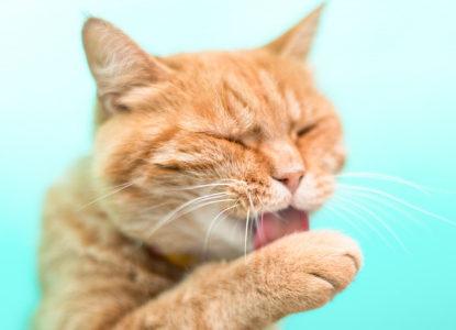 그루밍하고 있는 고양이 사진.