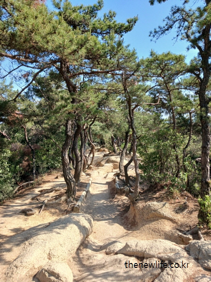 A peaceful dirt hiking trail lined with uniquely curved pine trees in a Korean mountain forest.- 한국 산림 속 소나무가 길게 늘어진 고요한 흙길 등산로