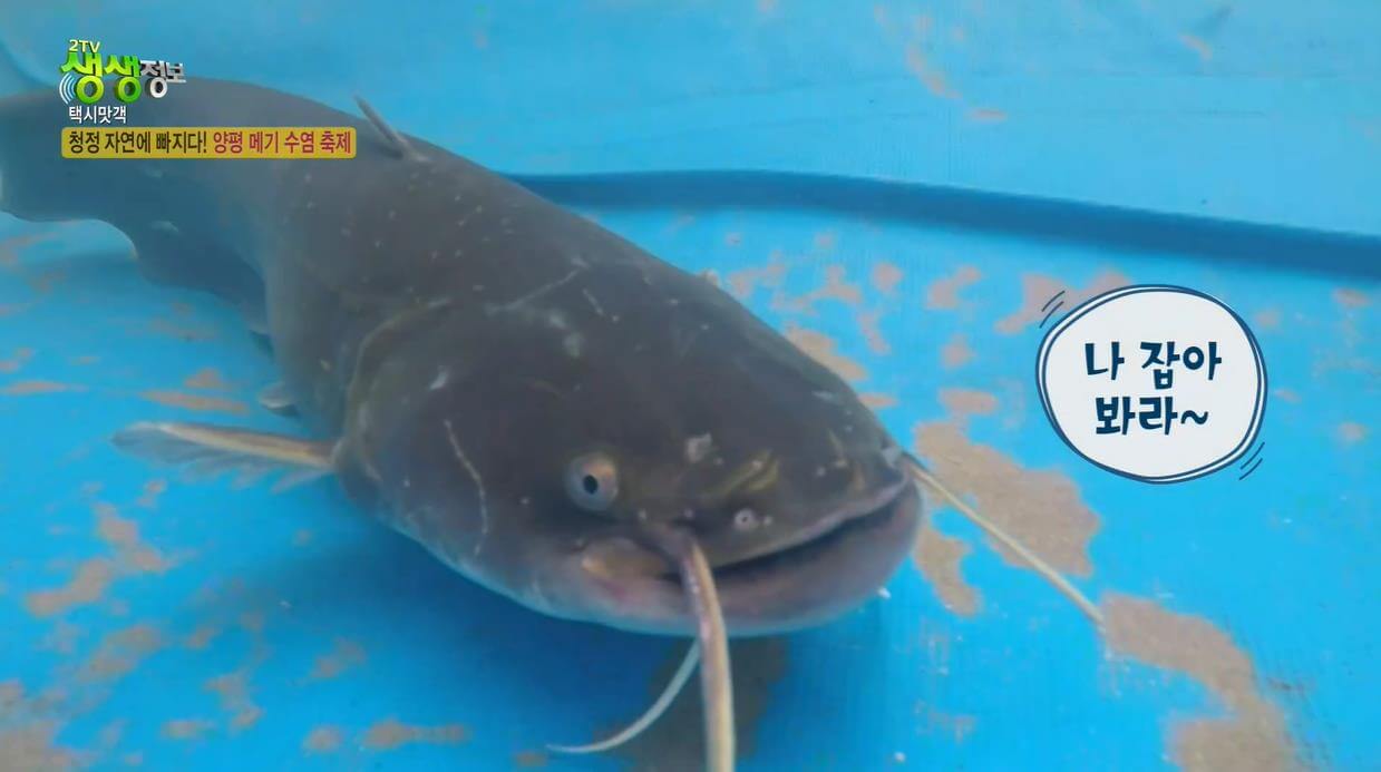 생생정보통 생활의 발견 택시맛객 청정 자연에 빠지다 양평 메기수염축제