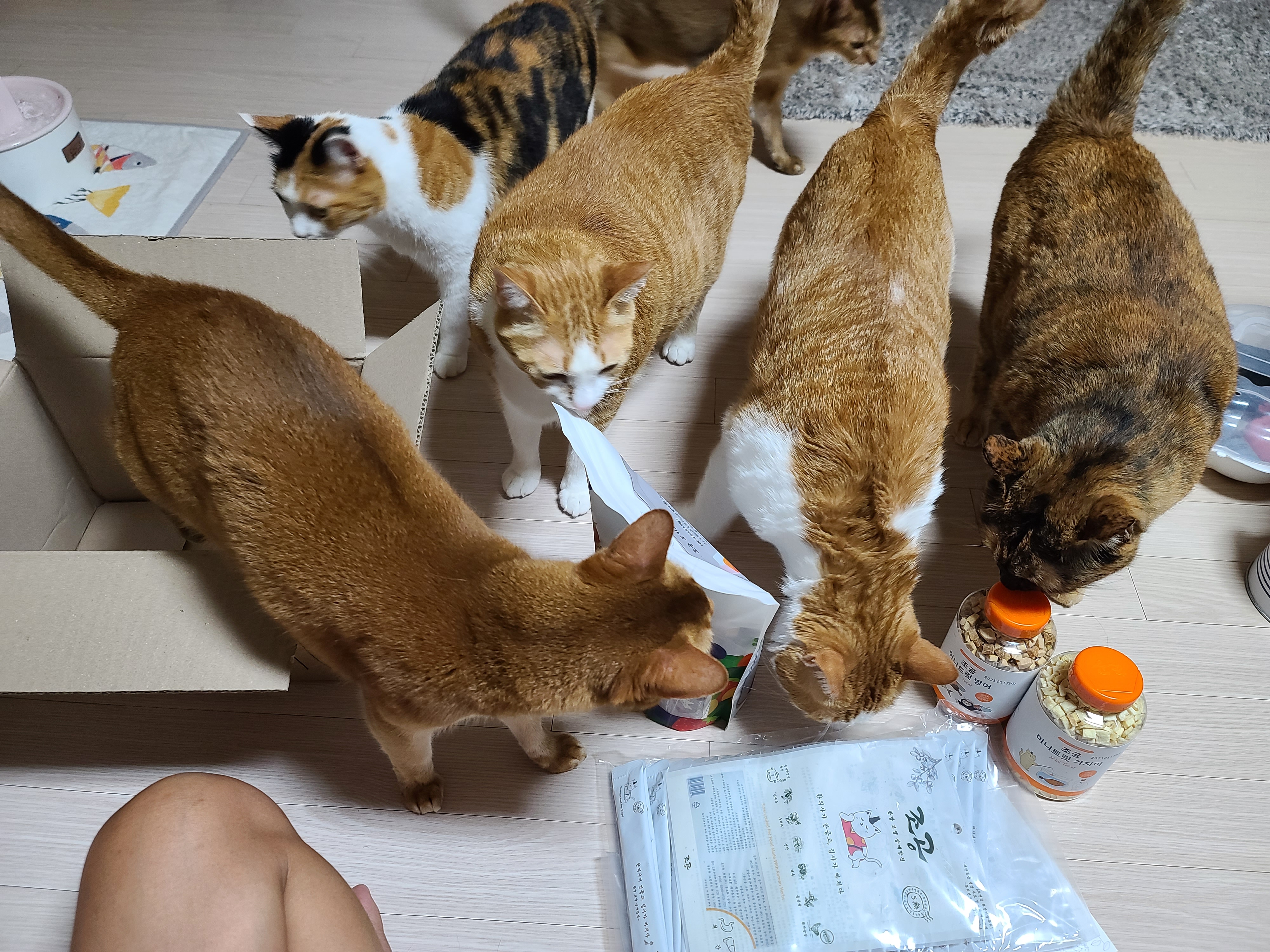 아이들의 간식꾸러미가 도착했다! 고양이들 여름나기 간식 구비 완료!