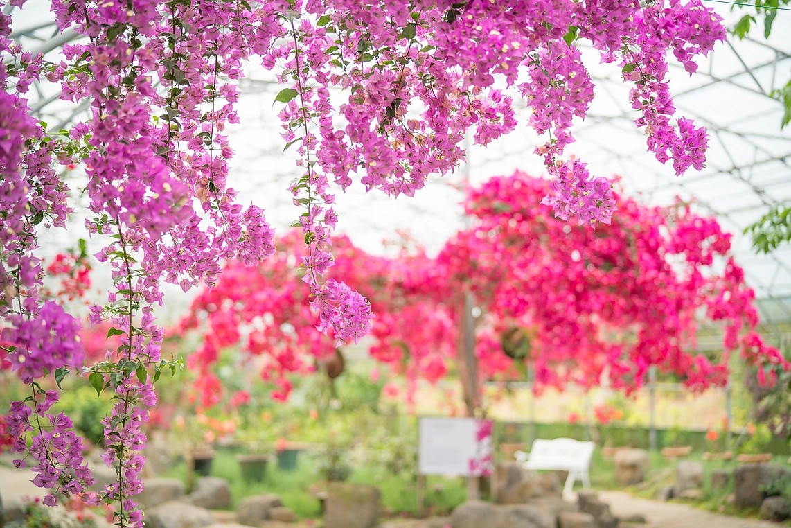 한림공원 부겐빌레아 축제