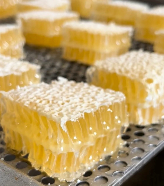 프로폴리스 복용법 복용시간