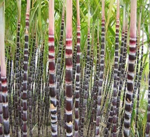 폴리코사놀 옥타코사놀