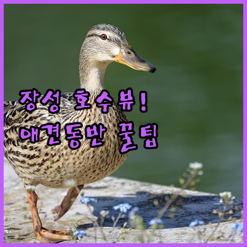 장성 애견 동반 숙소 솔레이크펜션 호..