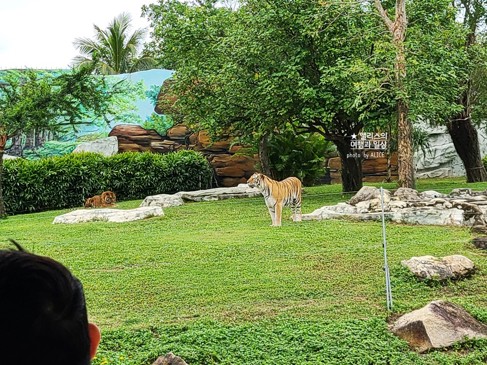 베트남 남호이안 빈원더스 사파리 후기 가격 할인입장권 예약 리버