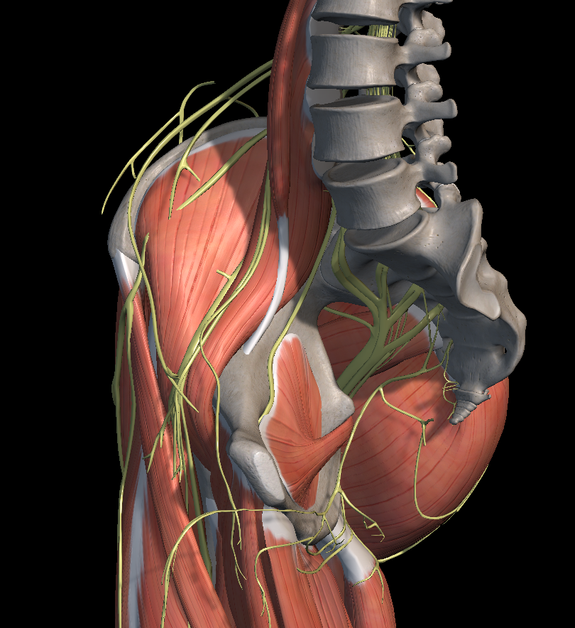 고관절을 이루는 근육들