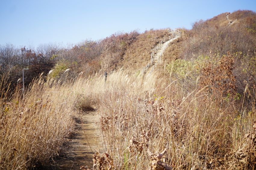 소담하게 모여 핀 억새길, 가운데 계단길, 푸른 하늘,