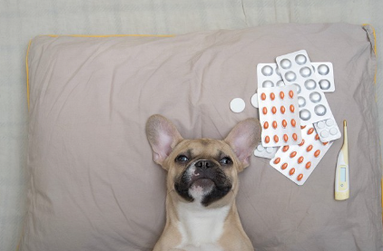 프렌치 불독과 후회하고 있는 주인.