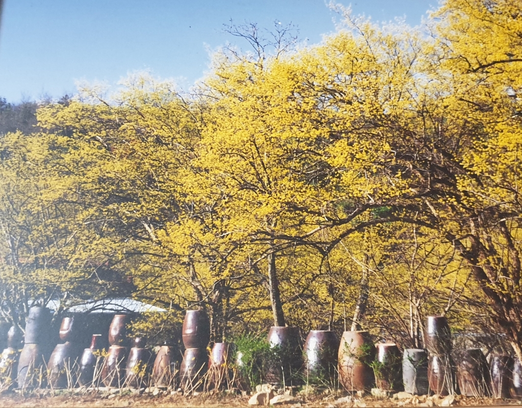 이천 산수유마을1