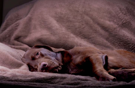 개의 필라리아증 증상.