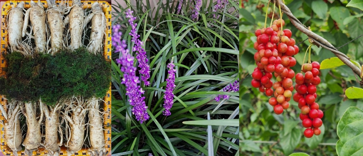 인삼, 맥문동, 오미자 사진