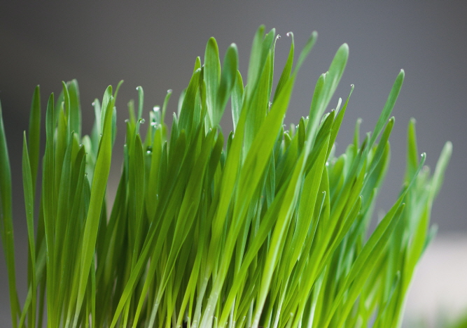 엽록소 냄새제거 체취제거 밀싹 디톡스 독소배출 변비